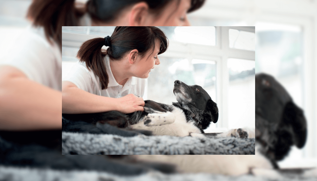 Integrated Veterinary Care Initiative